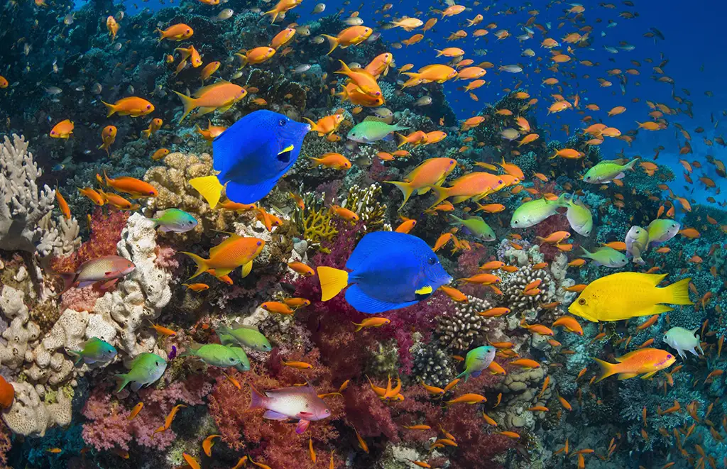 Colorful fish swimming around a coral reef